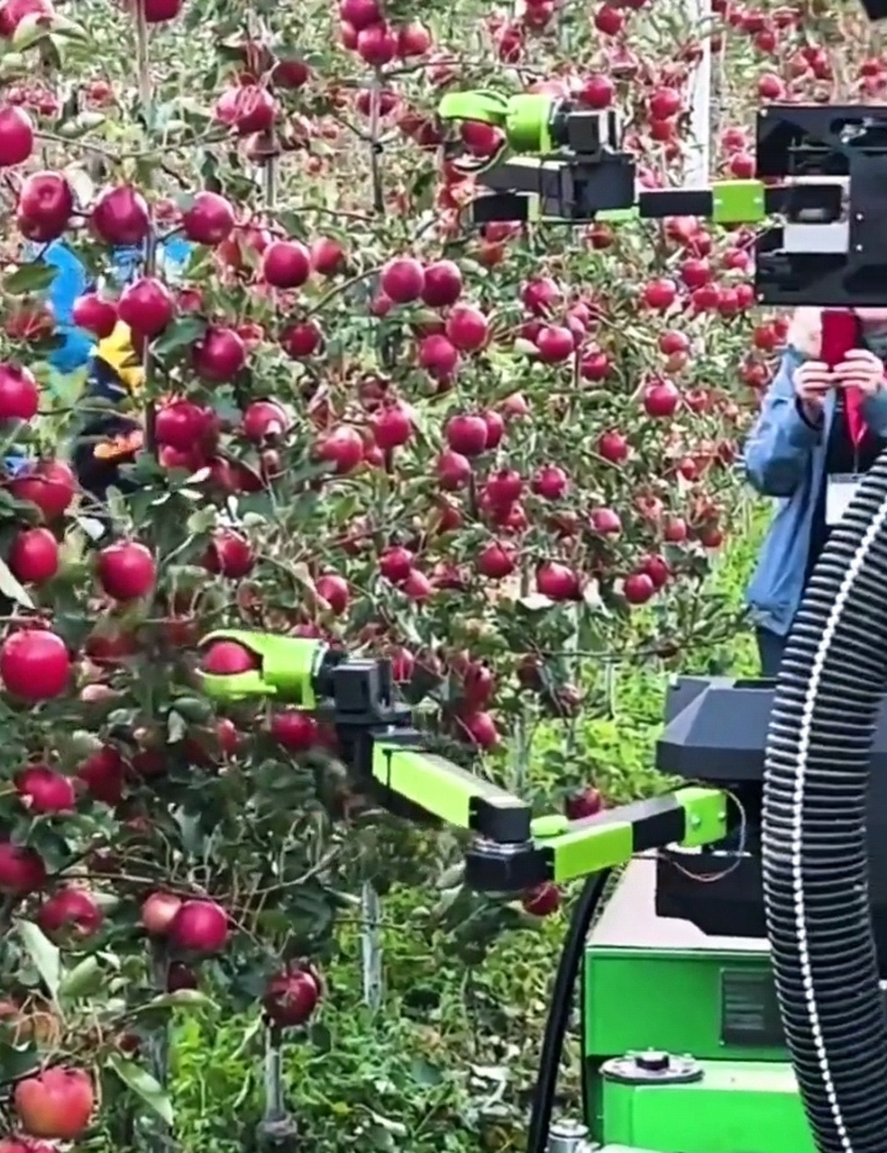 现在的科技真是发达呀,连摘苹果都用上了机器人.