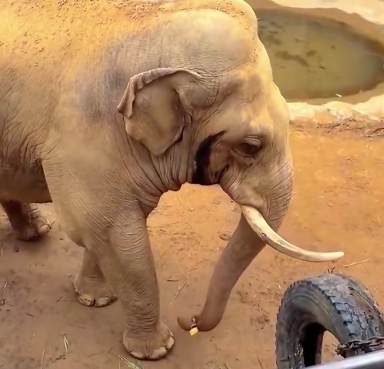 小朋友的玩具掉进了象园,大象用鼻子卷起来递给他,动物也满有爱心的