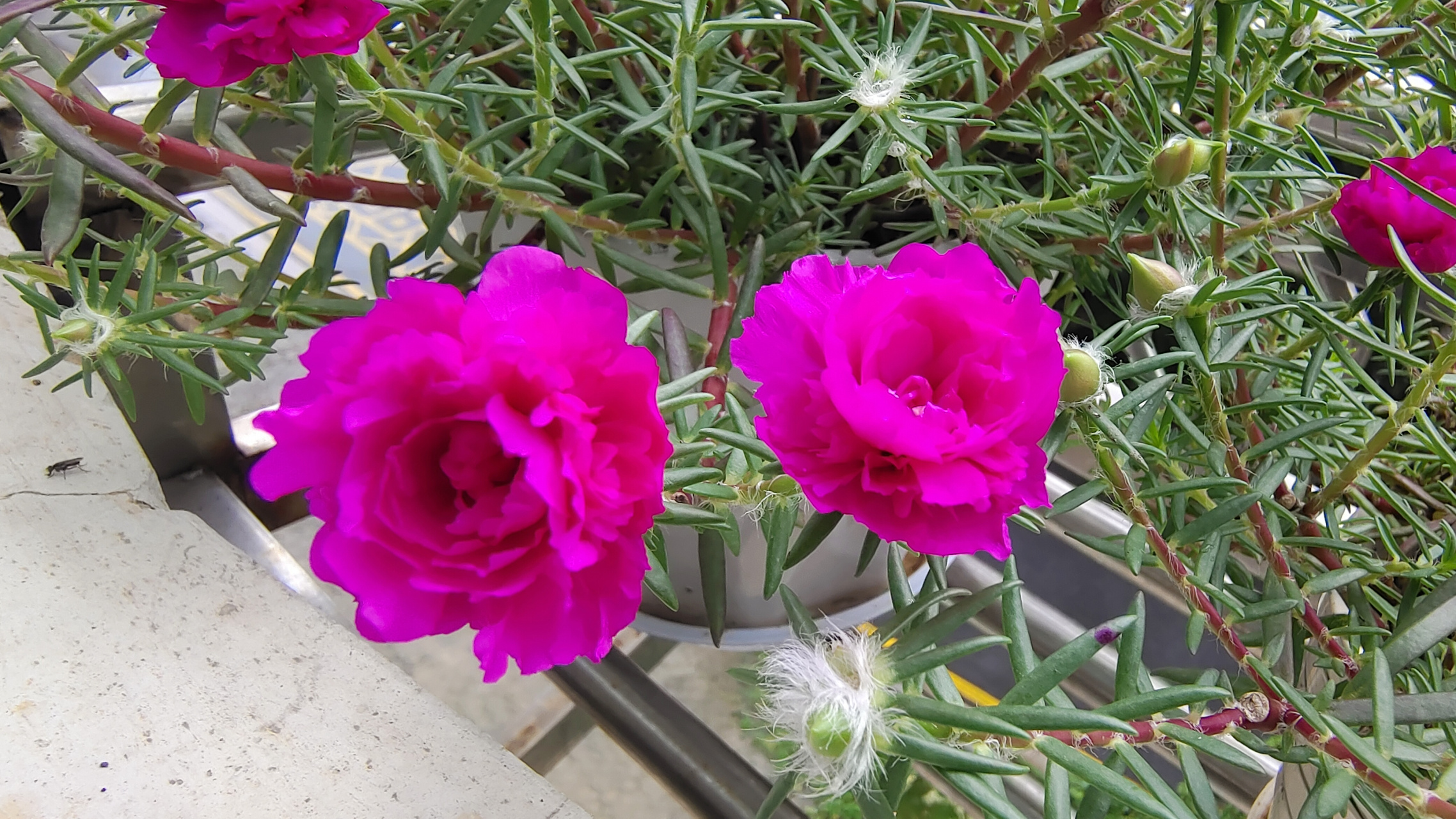 6月份做了个太阳花的花球, 花球用小矿泉水瓶做的, 比较小,现在问题来