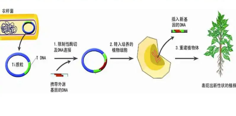 农杆菌介导法侵染步骤图片