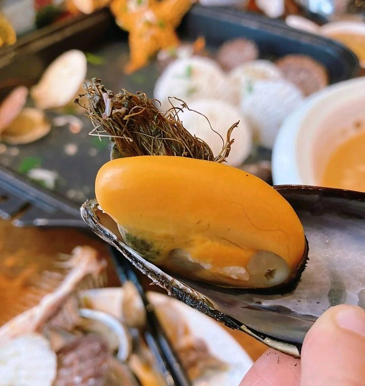 原来这是海虹的足丝,我一直以为是海草