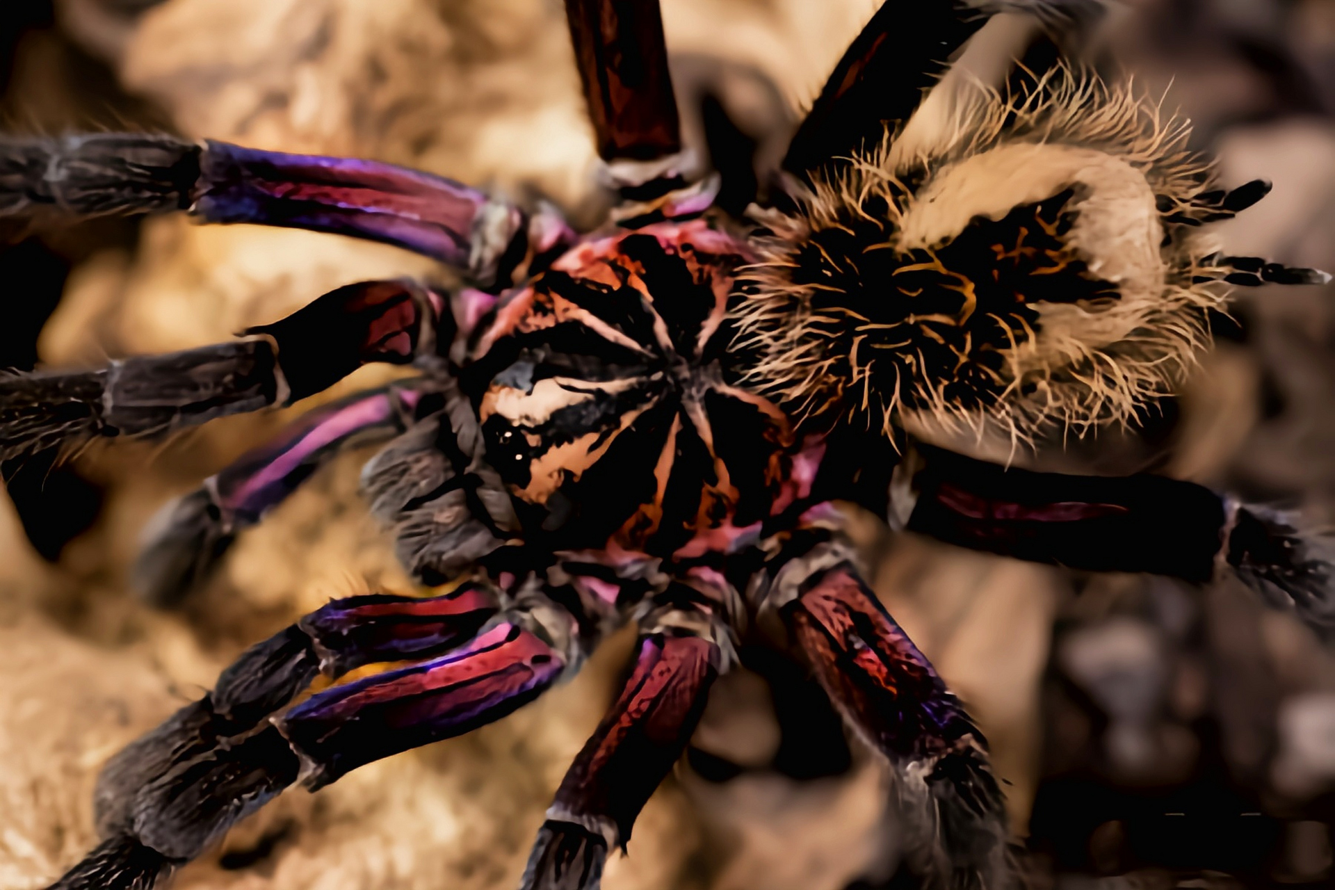 每天认识一种动物——哥伦比亚镭射蛛 哥伦比亚镭射蛛是蜘蛛目,捕鸟蛛