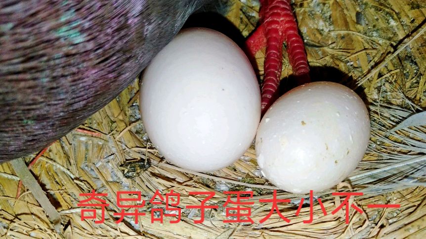 鸽子蛋为什么会有大小呢?看看什么情况导致吧,大家知道吗