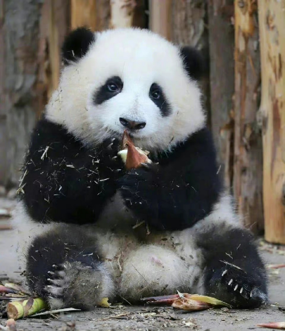 能打败花花的只有花花的幼年照,怎么会有这么像三角饭团的大熊猫