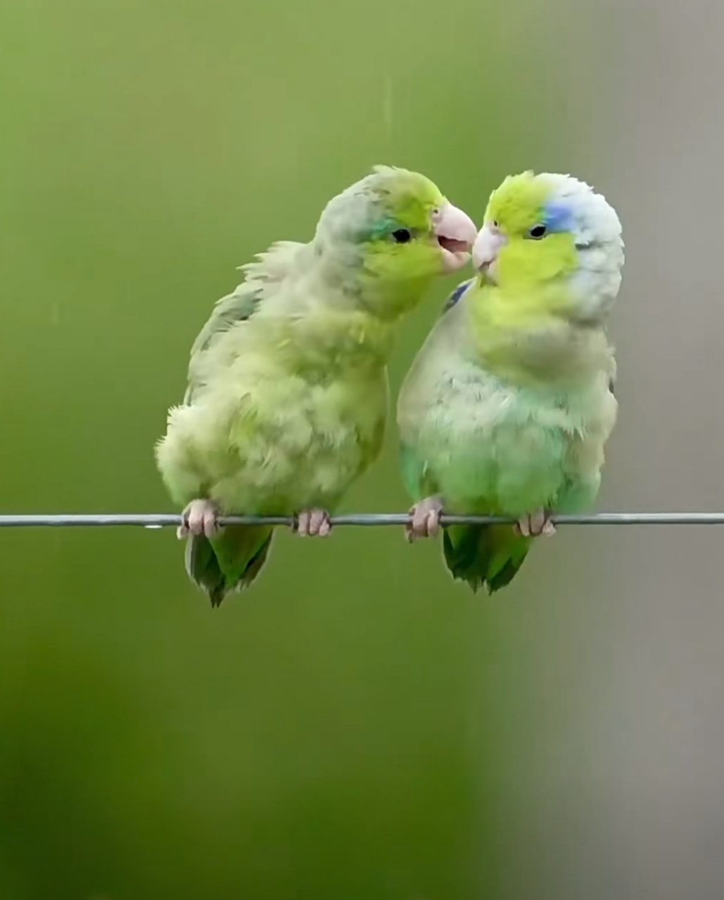 这两个小鸟太恩爱了,简单的快乐,简单的幸福.