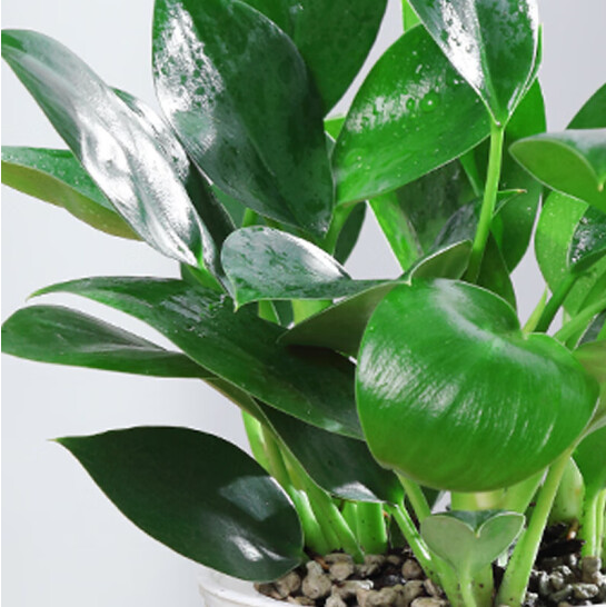 绿植金钻的养殖方法与注意事项