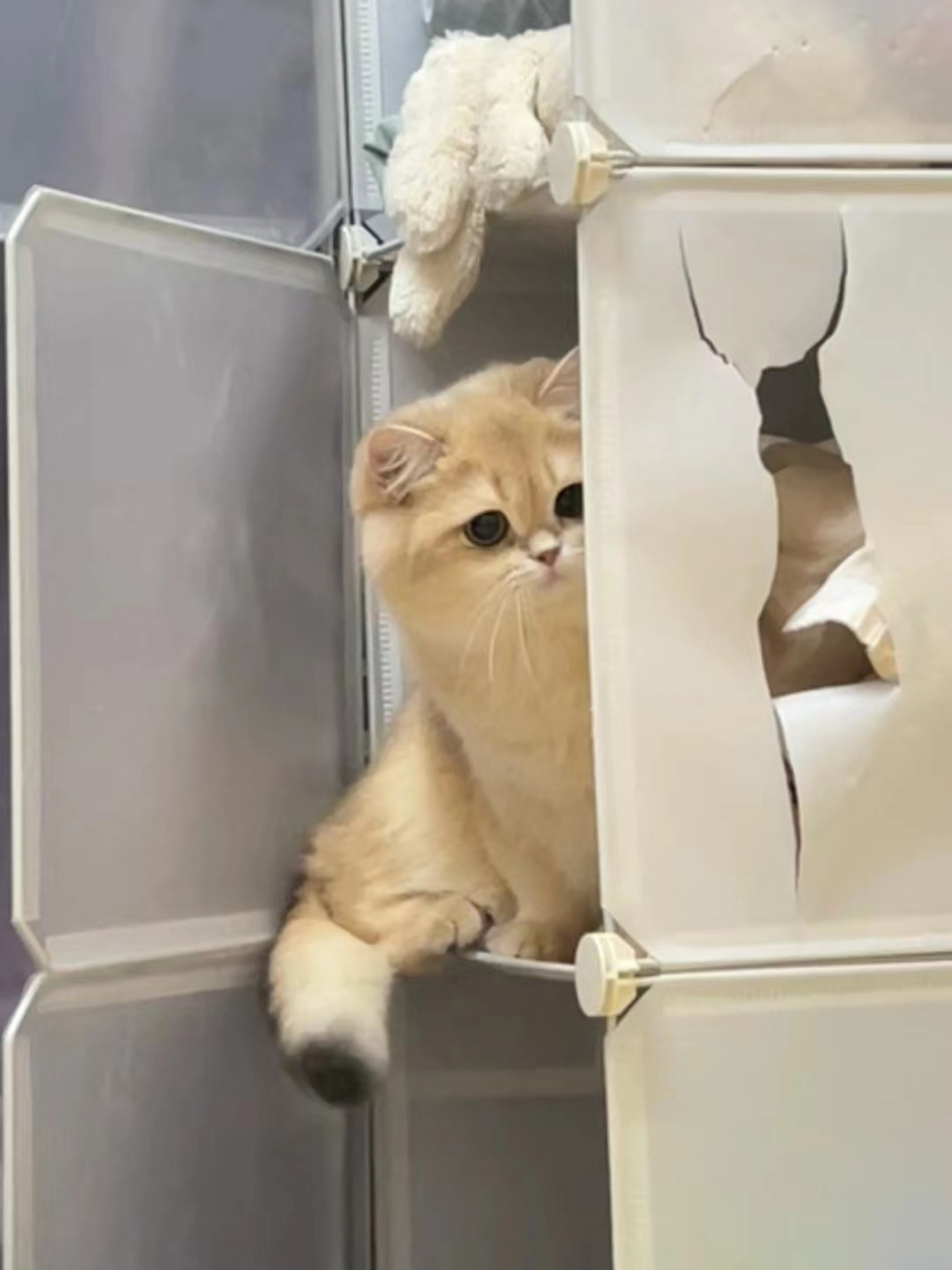 小猫咪闯祸了这是啥表情,谁给我分析一下…. 网友:大胆!