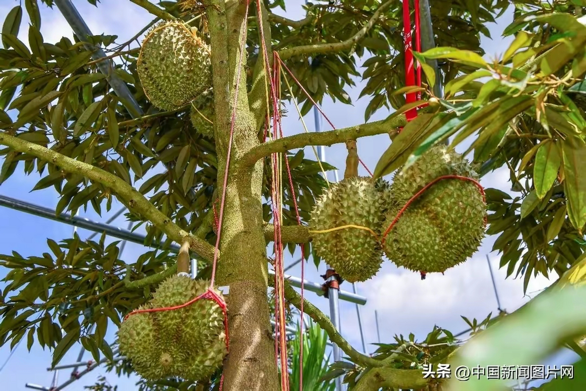 6月17日,海南三亚育才生态区的榴莲种植基地,有许多榴莲已经进入成熟