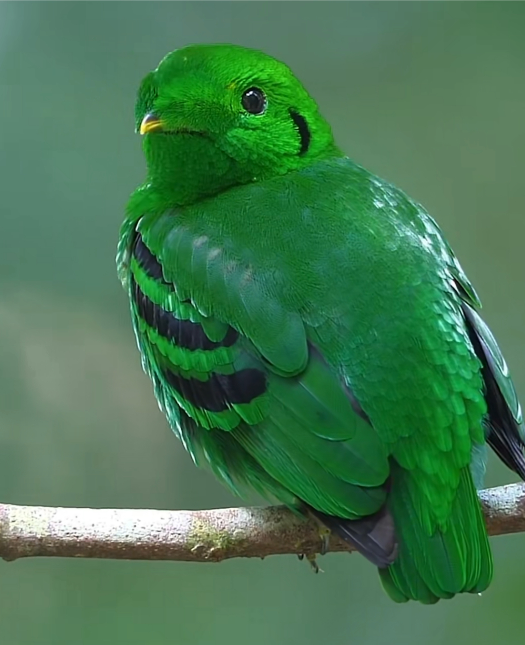 这鸟真漂亮,都绿的冒油了,连脚脚都是绿的,好可爱!