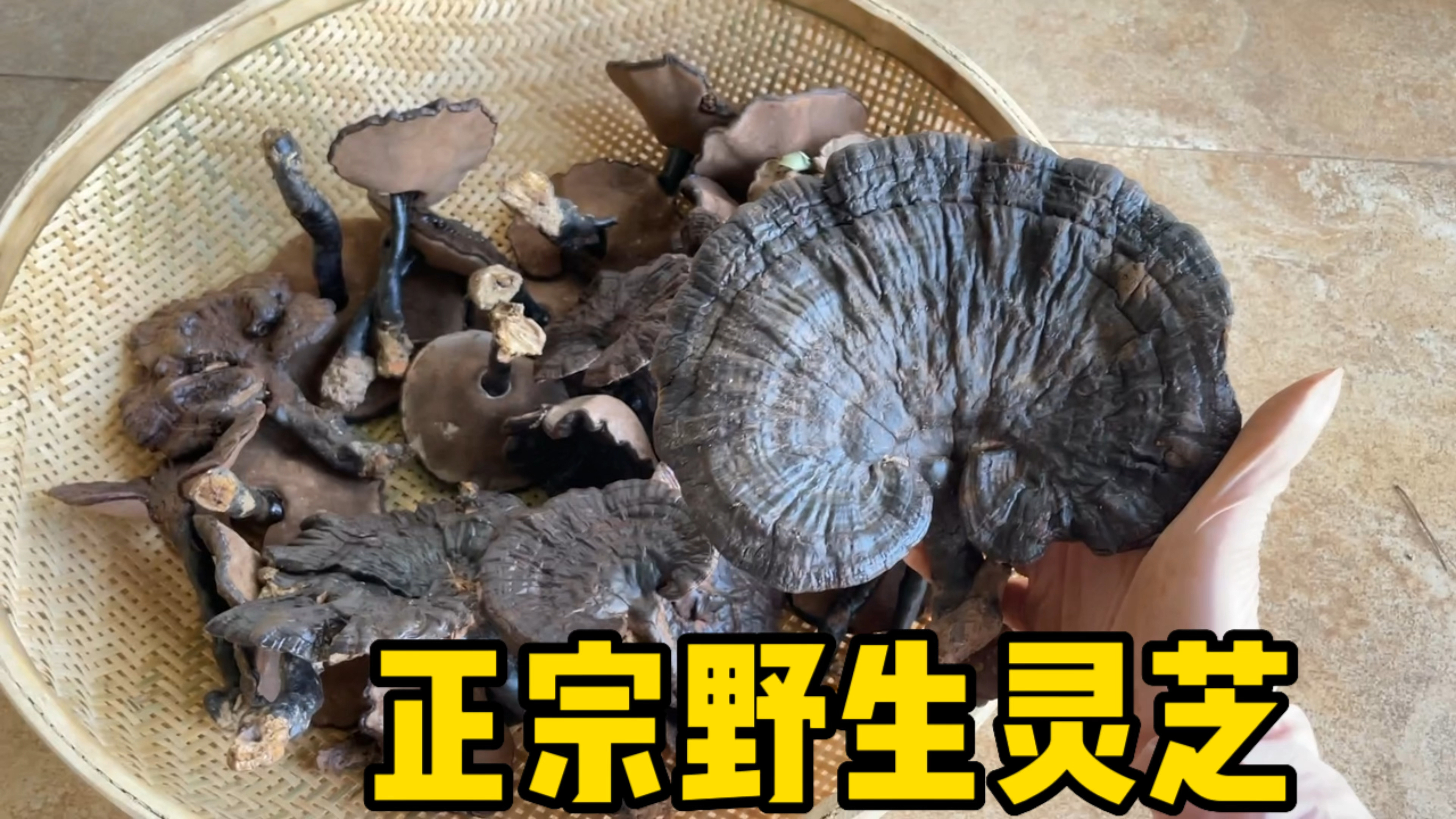 正宗灵芝最简单的食用方法,灵芝功效广泛,汤水清润美味