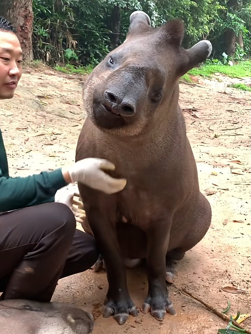 巴西貘也太可爱了吧!要不是因为互联网我可能一辈子都认识不了.[笑哭]