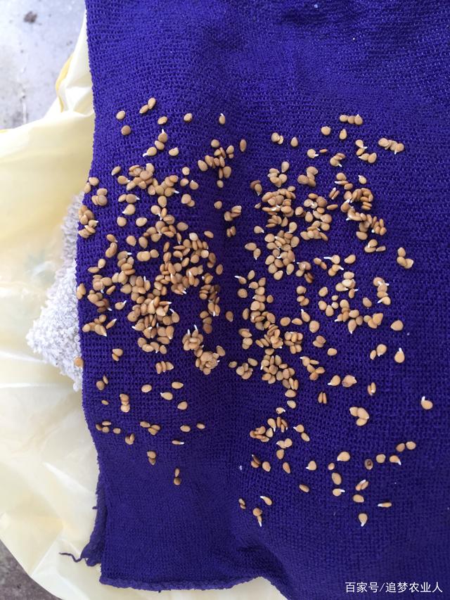 穴盘基质培育壮苗几个关键点