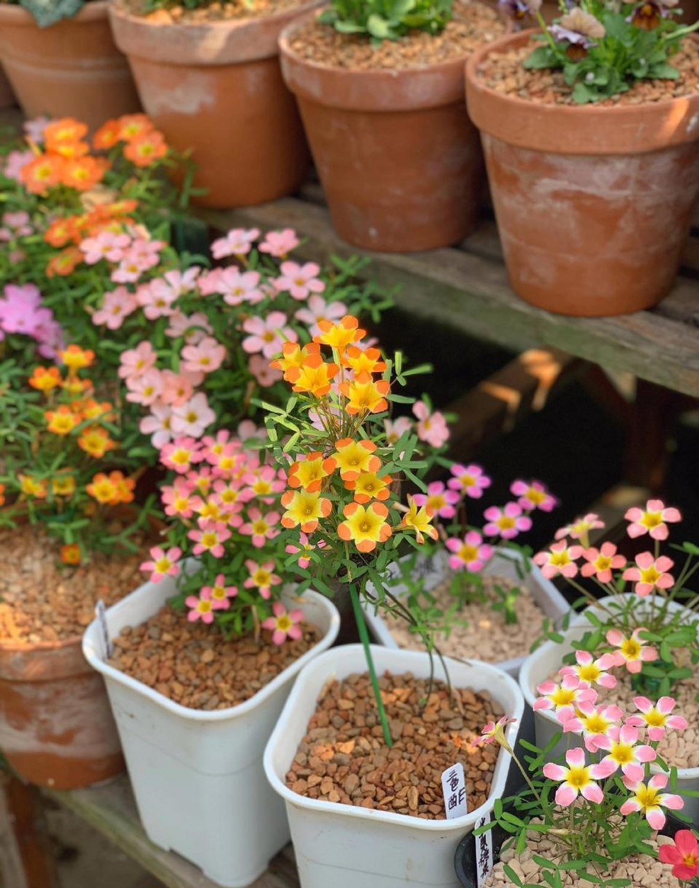 迎金秋购尽兴# 红色酢浆草烂漫 红花酢浆草花语是:爱国和璀璨的心