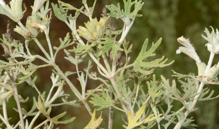 脓疮草是一种什么样的植物?