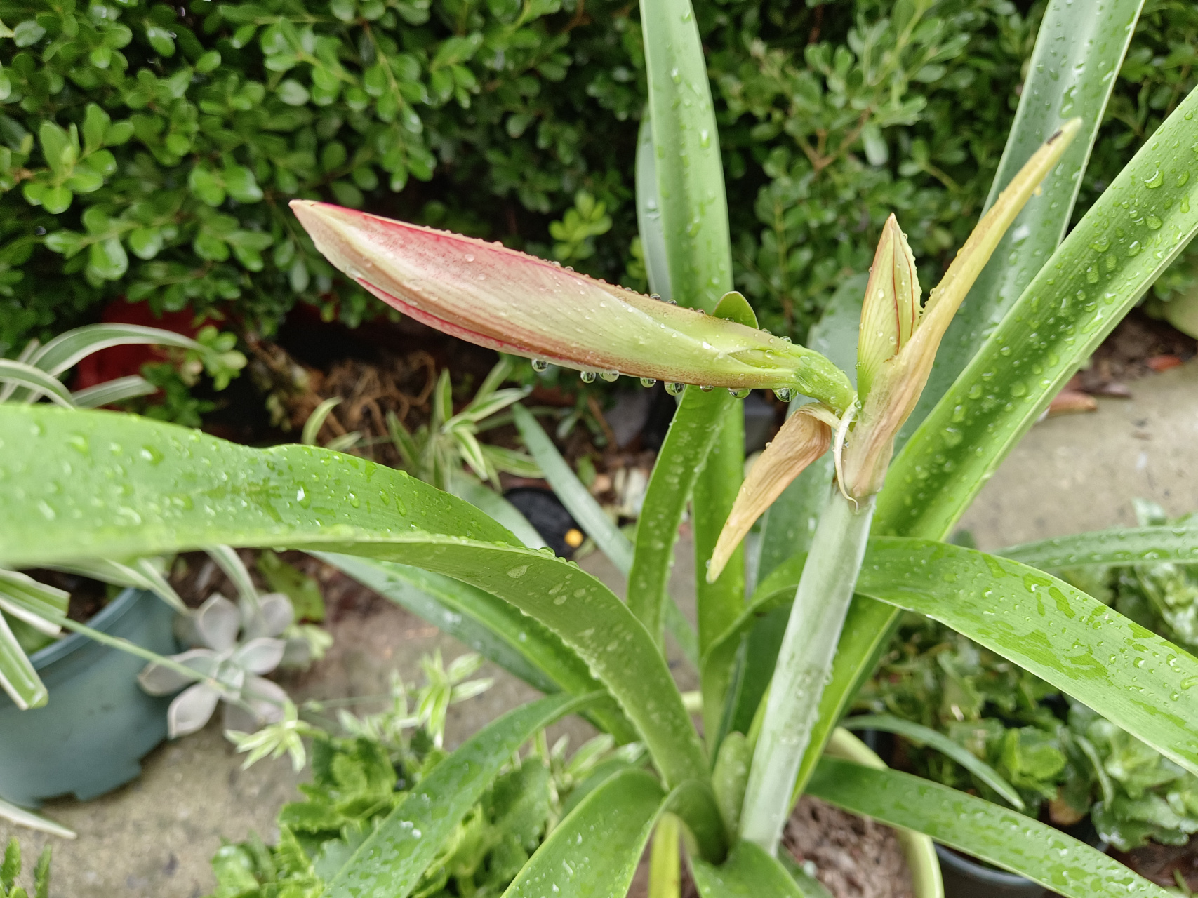 朱顶红的花苞,期待开花的样子