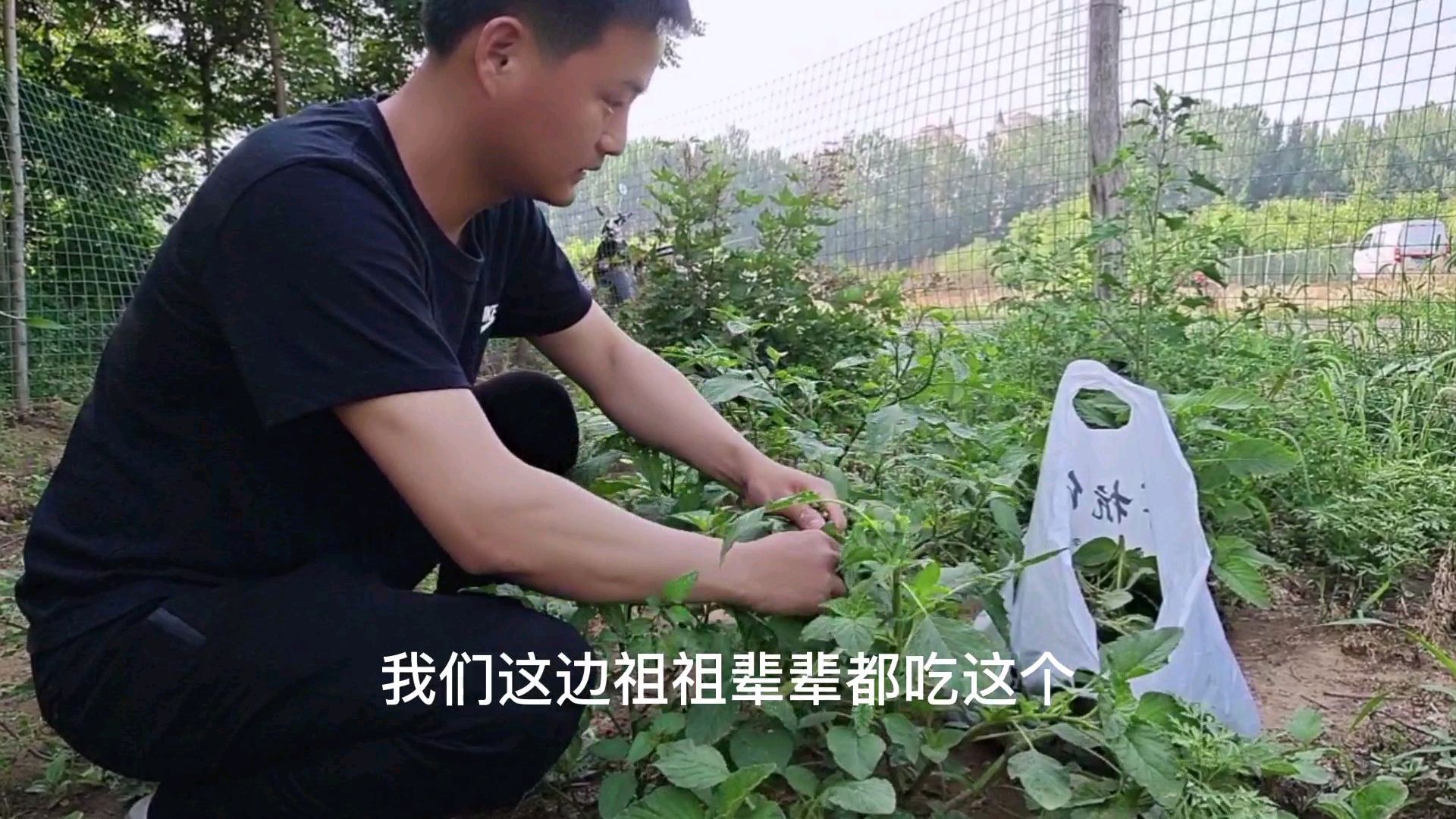 老妈想吃菜饽饽,农村儿媳妇顶着大太阳去采野菜,看看是啥馅的