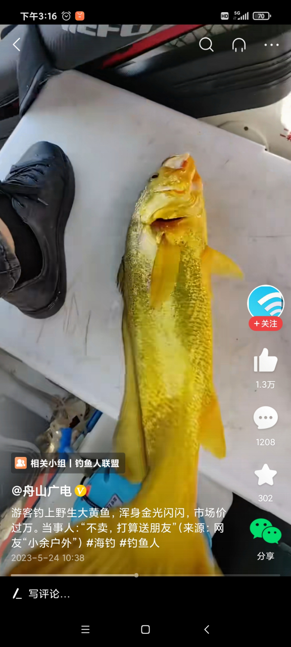 舟山嵊泗海域,一男子幸运地钓上了一条野生大黄鱼,大黄鱼通体呈现金