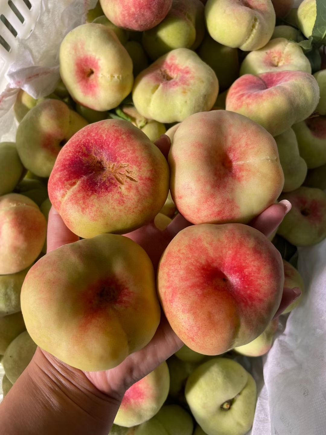 陕西大荔毛蟠桃最后一天接单了,明天下架再想吃就得等明年了