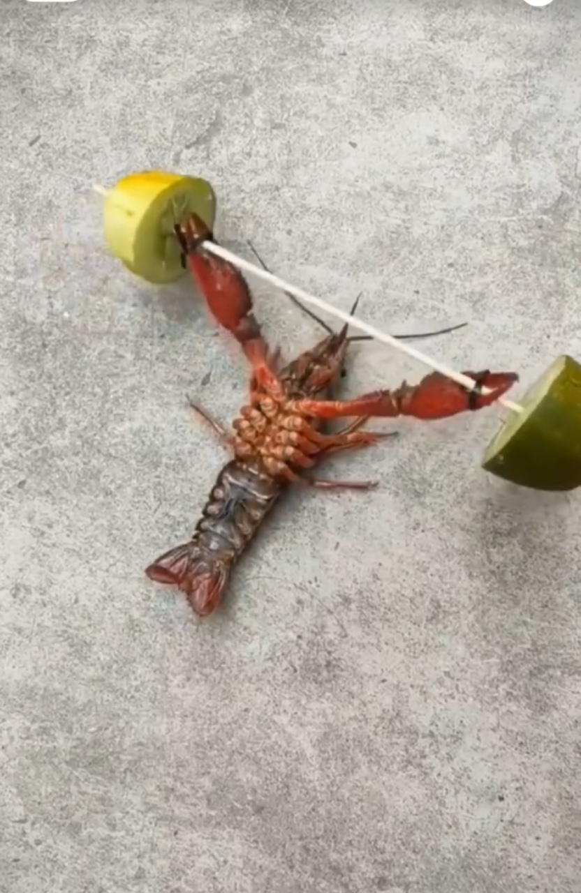 这是一只自律的小龙虾#趣图搞笑