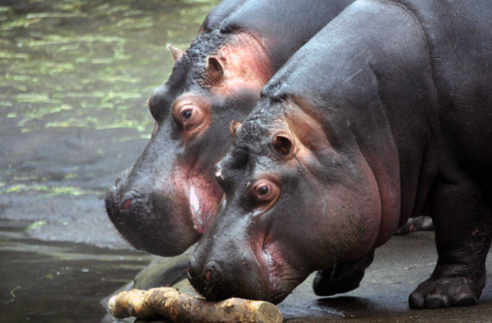 河马拉屎为什么甩尾巴?