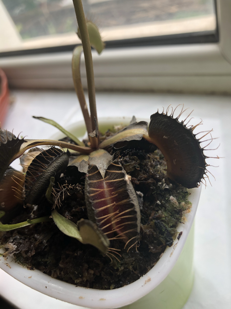 我养的捕蚊草,一买回来是绿色的,养着养着咋就变成这样了?