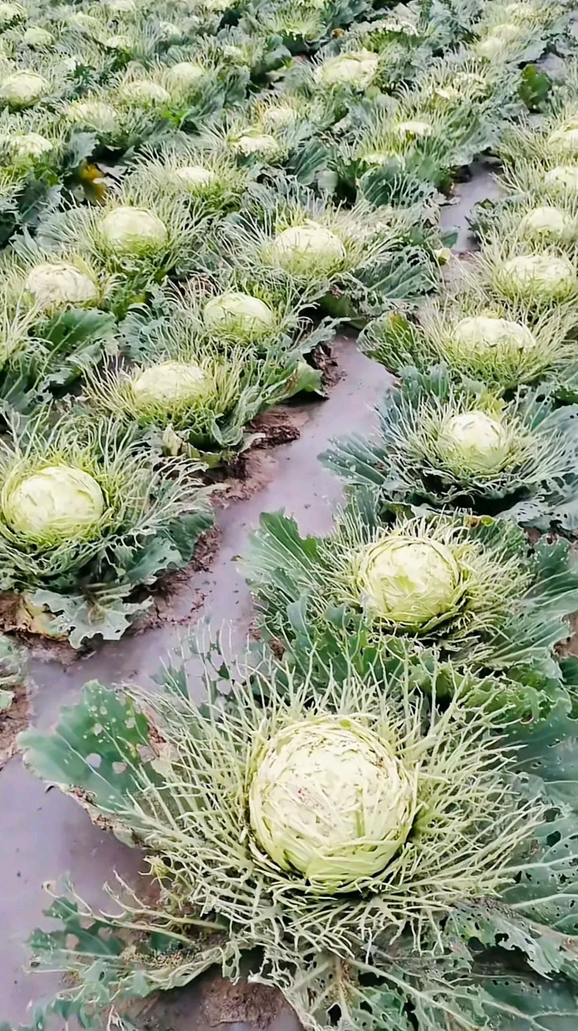 开了花的包菜,你们会买吗?