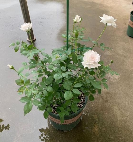 觉得加百列大天使气味挺香的,结果我老公说它像番薯坏了的味道