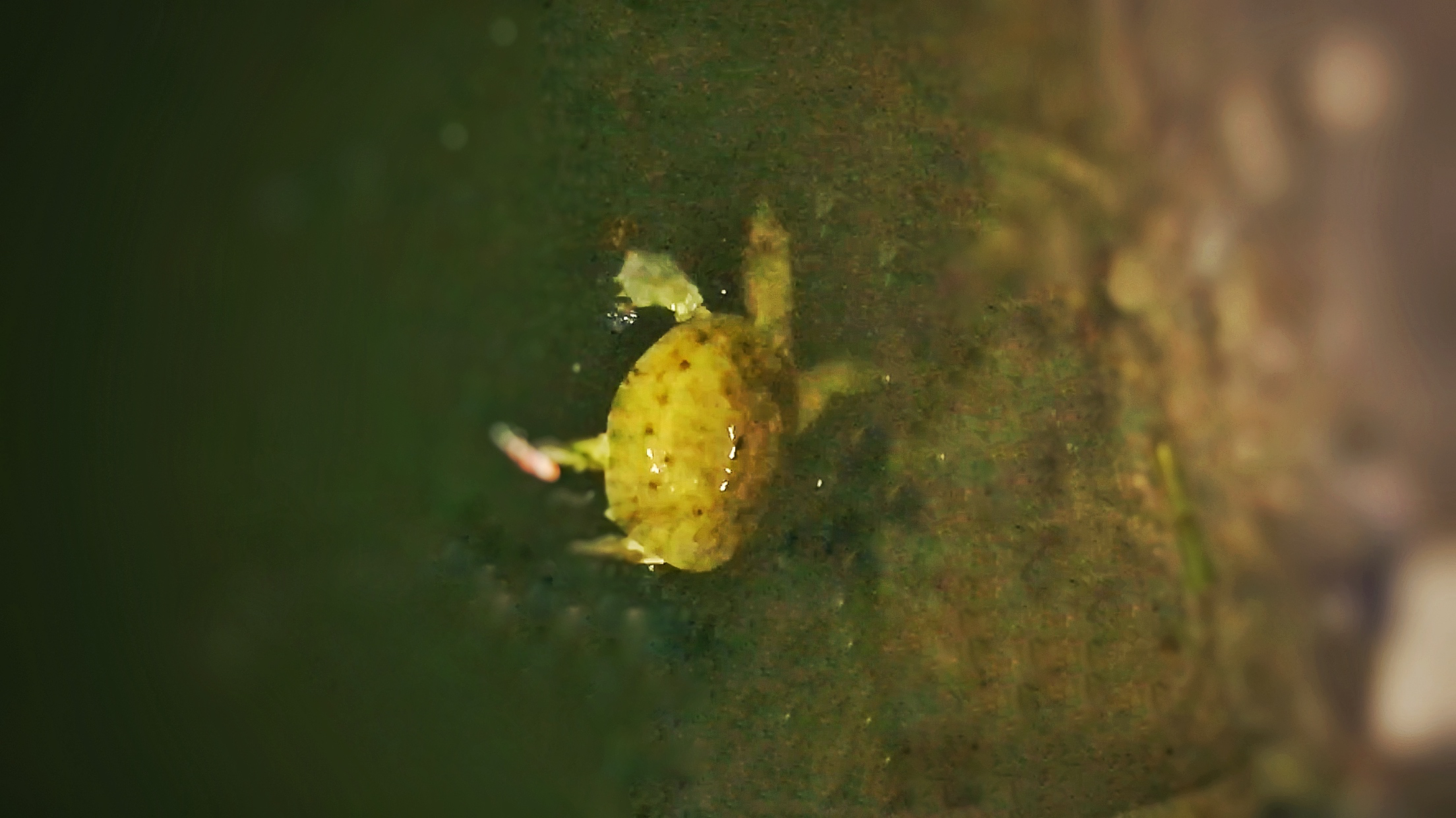 富春江玩路亚,VIB搜底意外车祸野生甲鱼一只,被人800元现场买走