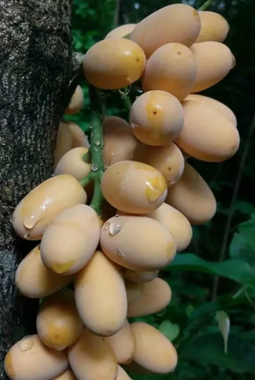 这个是不是就是传说中南方的酸枣…鼻涕果?