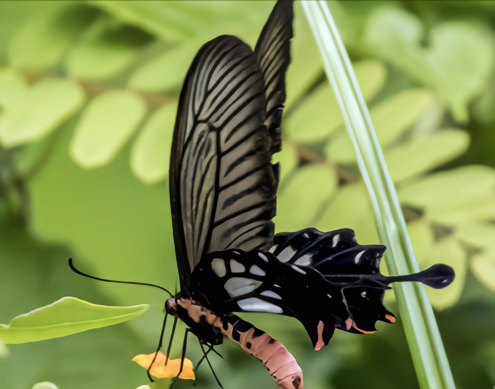 每天认识一种动物——锤尾凤蝶 锤尾凤蝶是鳞翅目,凤蝶科,锤尾凤蝶属