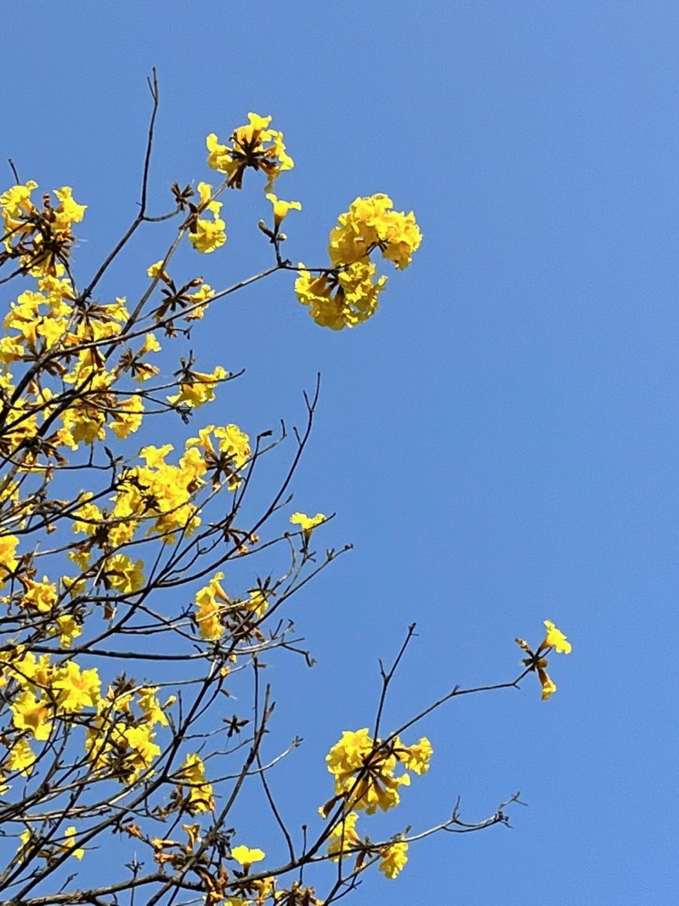 黃風鈴花的花語寓意為感謝,珍貴.