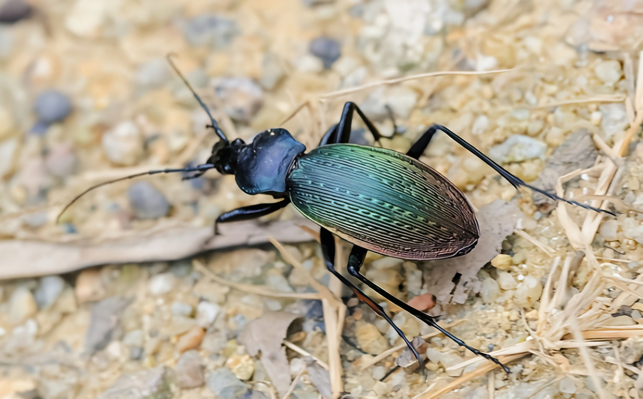 硕步甲体长3.3-4厘米,体宽1-1.4厘米,外表绚丽带金属光泽.