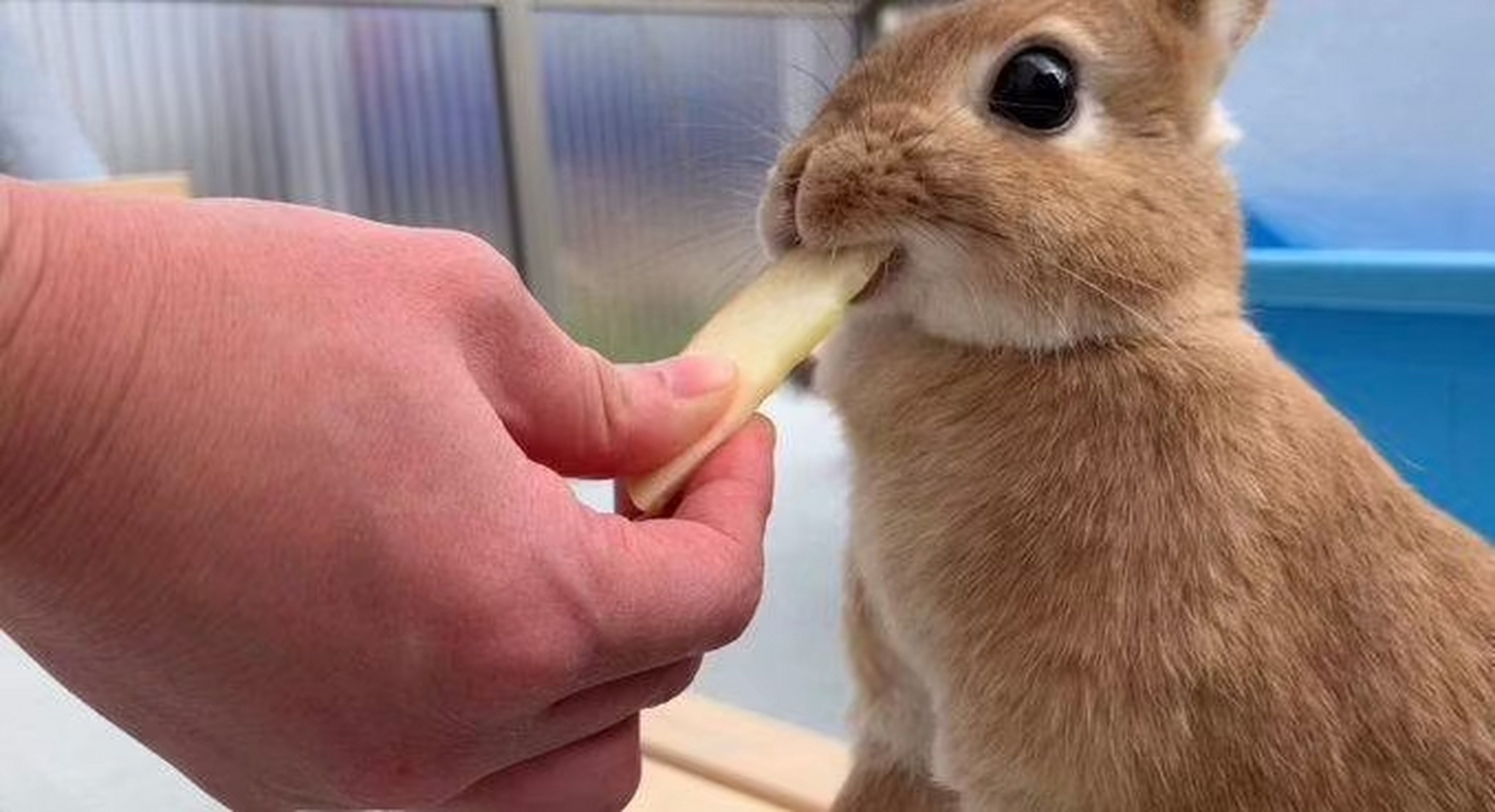 第一次吃苹果的兔兔