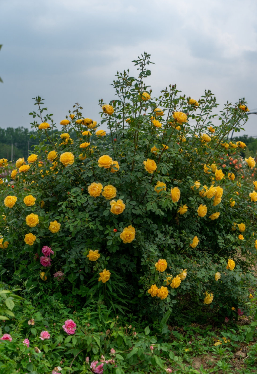 每天一款月季—【天狼自育 倾慕】 倾慕是夏洛特夫人的黄色芽变,继承