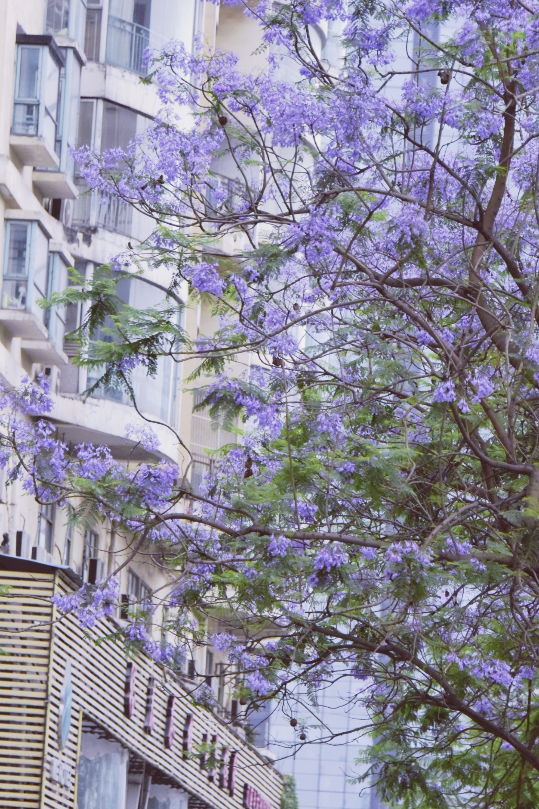 实拍成都金府路1.5公里蓝花楹大道,多路公交可达,错过再等一年