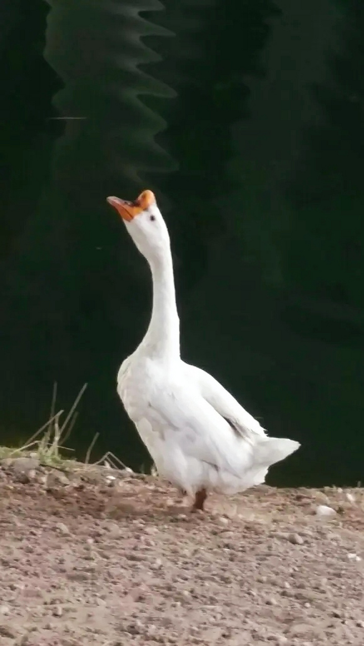 毫不畏惧的大鹅,据说,它还能赶黄鼠狼.#动物趣图