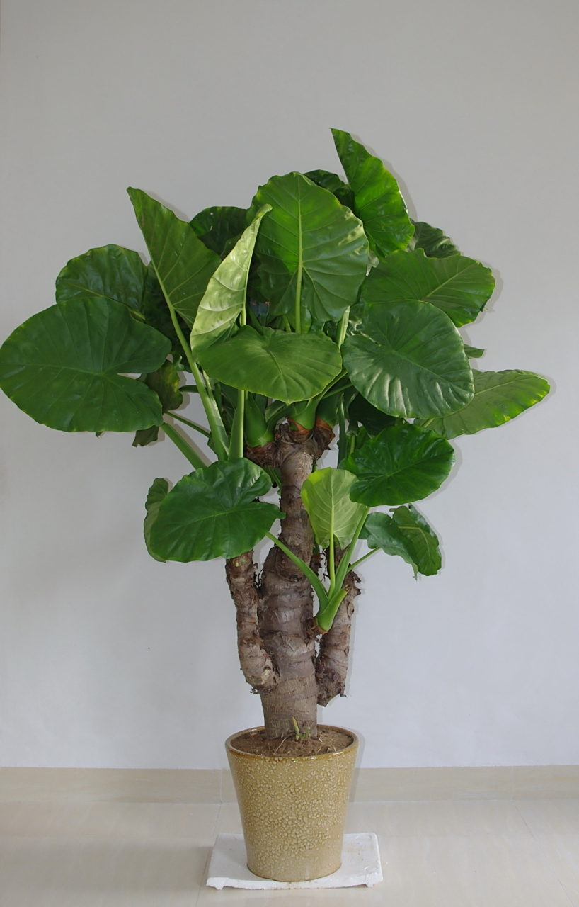 和注意事项  朋友们,今天来和大家分享一下盆栽养殖滴水观音的经验