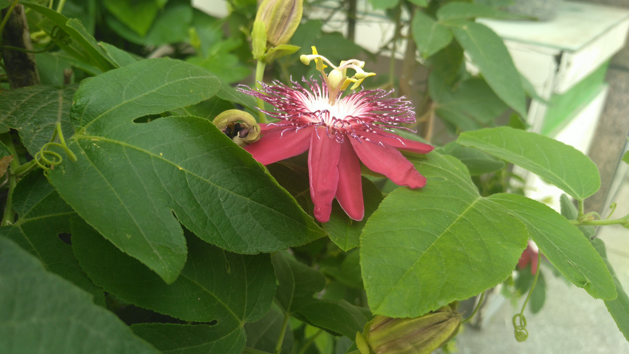 红花西番莲,花大,观赏性极佳,被称为陆地上的莲花