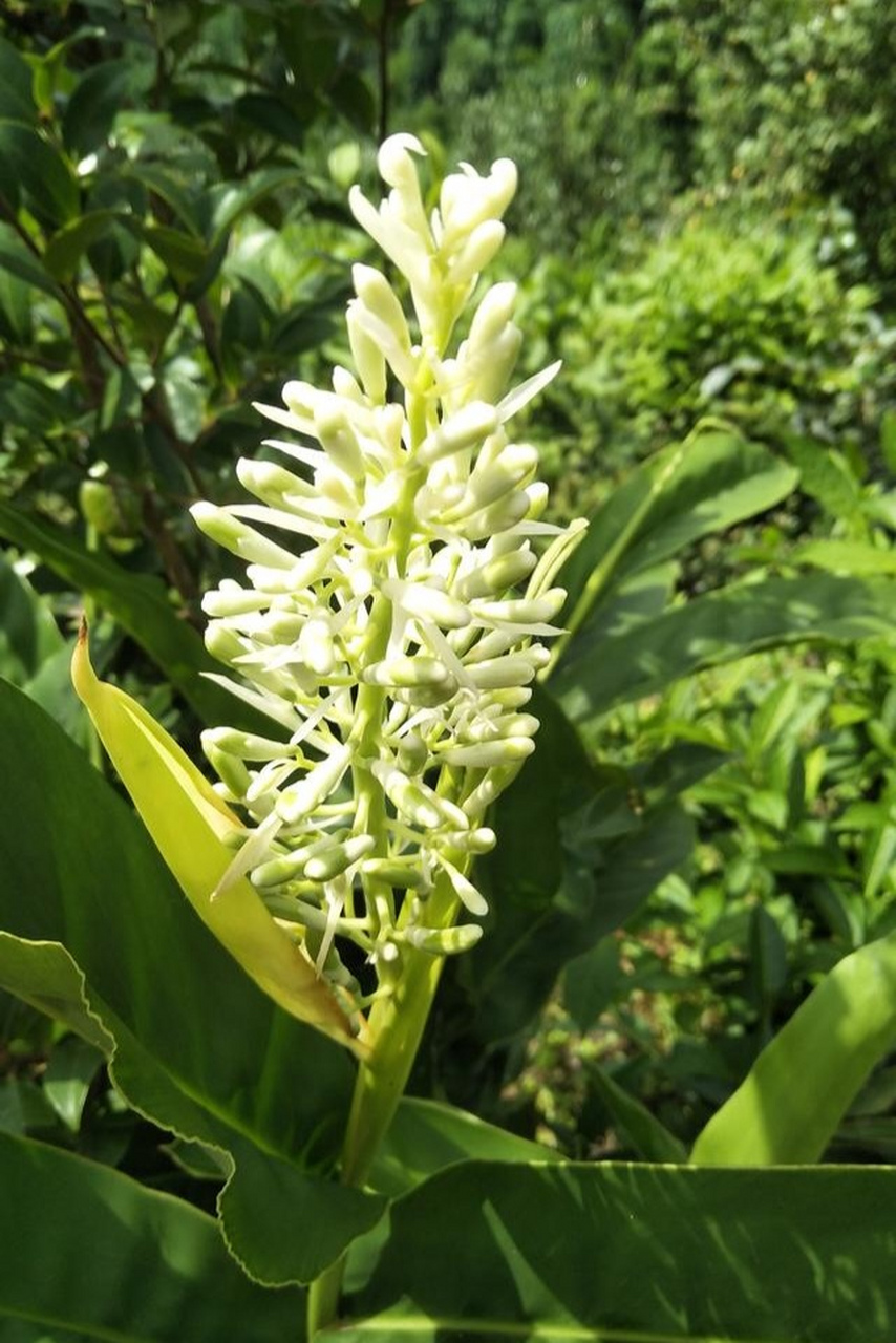 野花分享:朴实无华的山姜花也很清雅