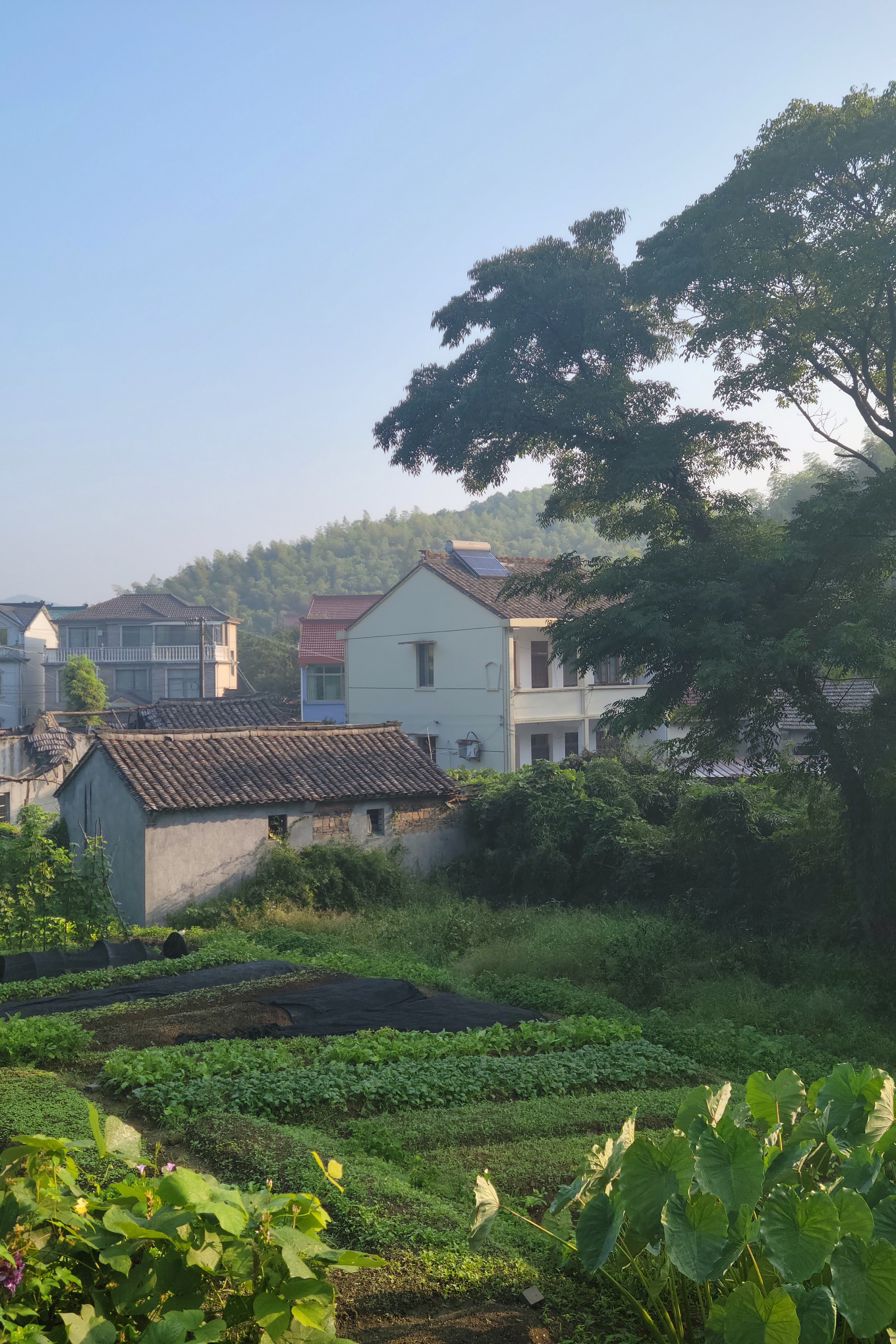 宁波荪湖田园图片