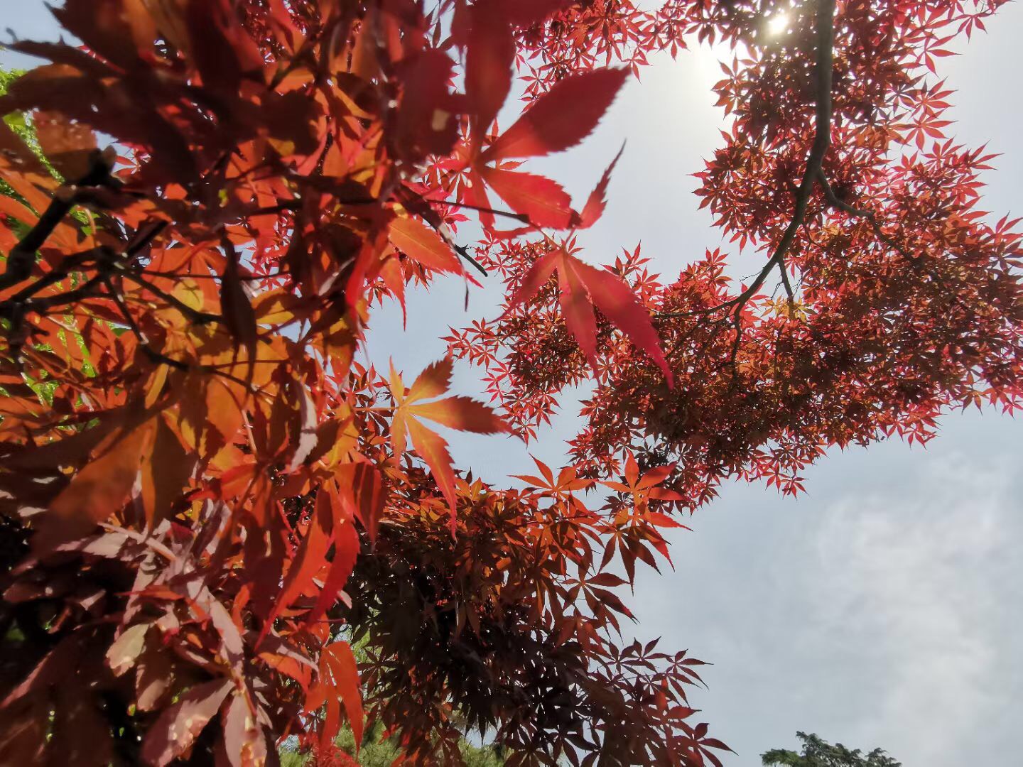 初夏的鸡爪槭在阳光的照射下,活力无限