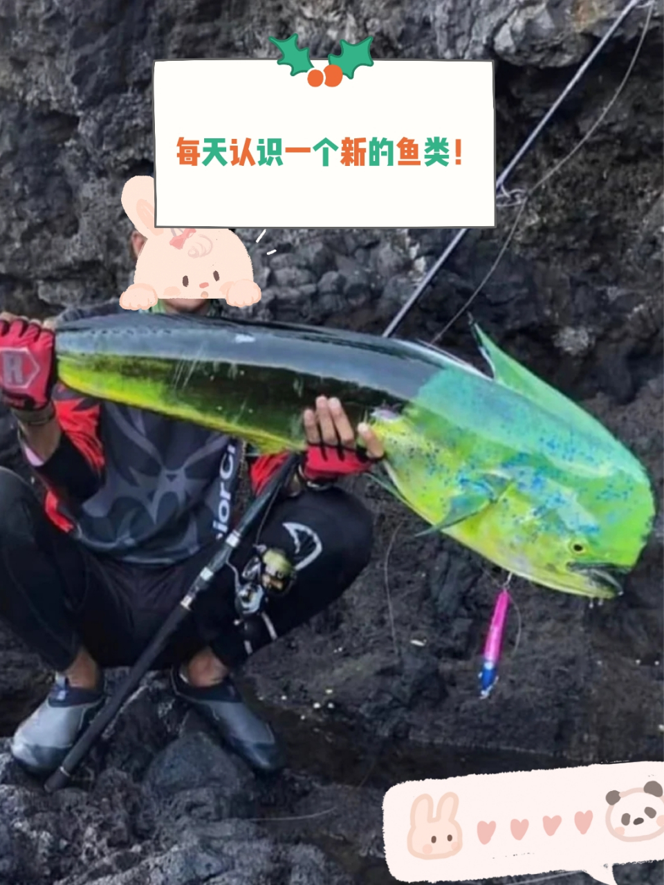 鲯鳅,夏威夷语中称mahi-mahi,是一种快速游动的鱼类,以其鲜艳的彩虹