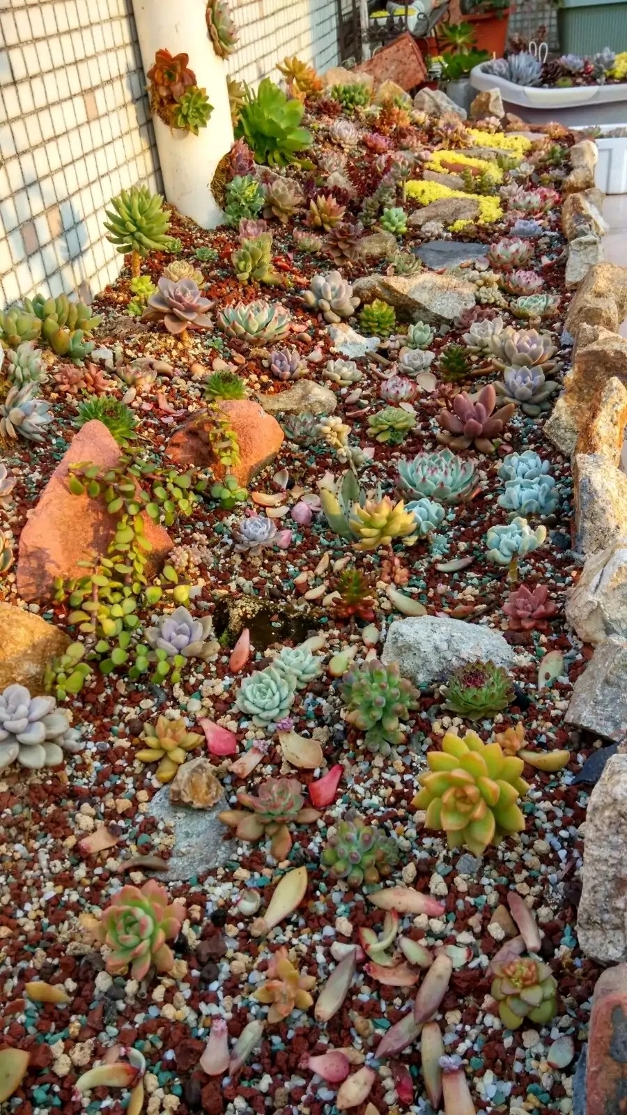 养肉6年,盘点下做过的多肉微景观