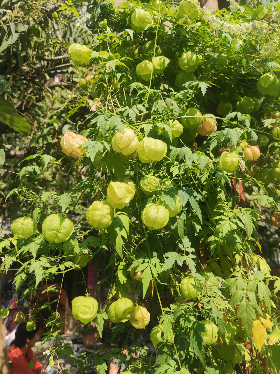 倒地铃,这种藤蔓植物作为花廊很漂亮,在这个季节,秋阳下的泡泡果挂满