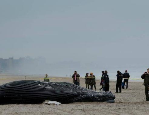 台风登陆鲸鱼被吹水岸引围观