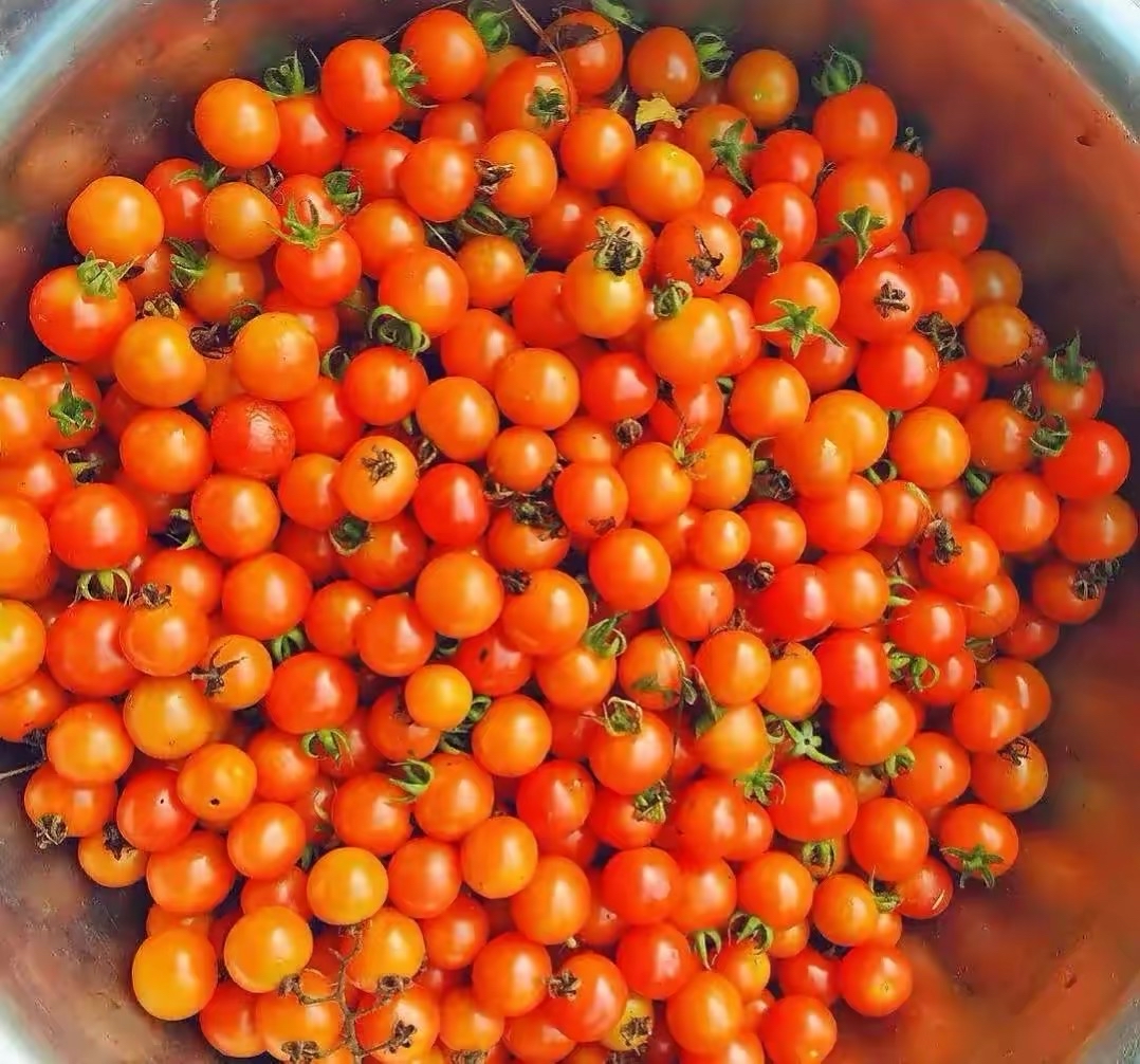 农村一种酷似西红柿的"毛辣果"人们称其为番茄的亲戚,您认识吗