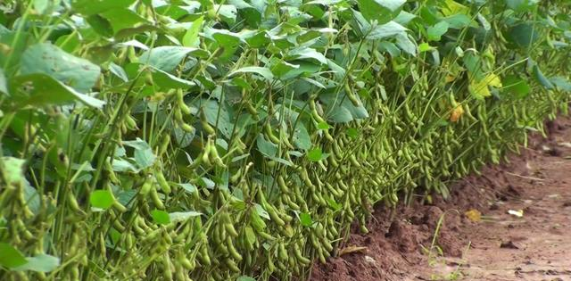 大豆生长旺盛不是好事,这就是为什么即使大豆生长旺盛,产量也低