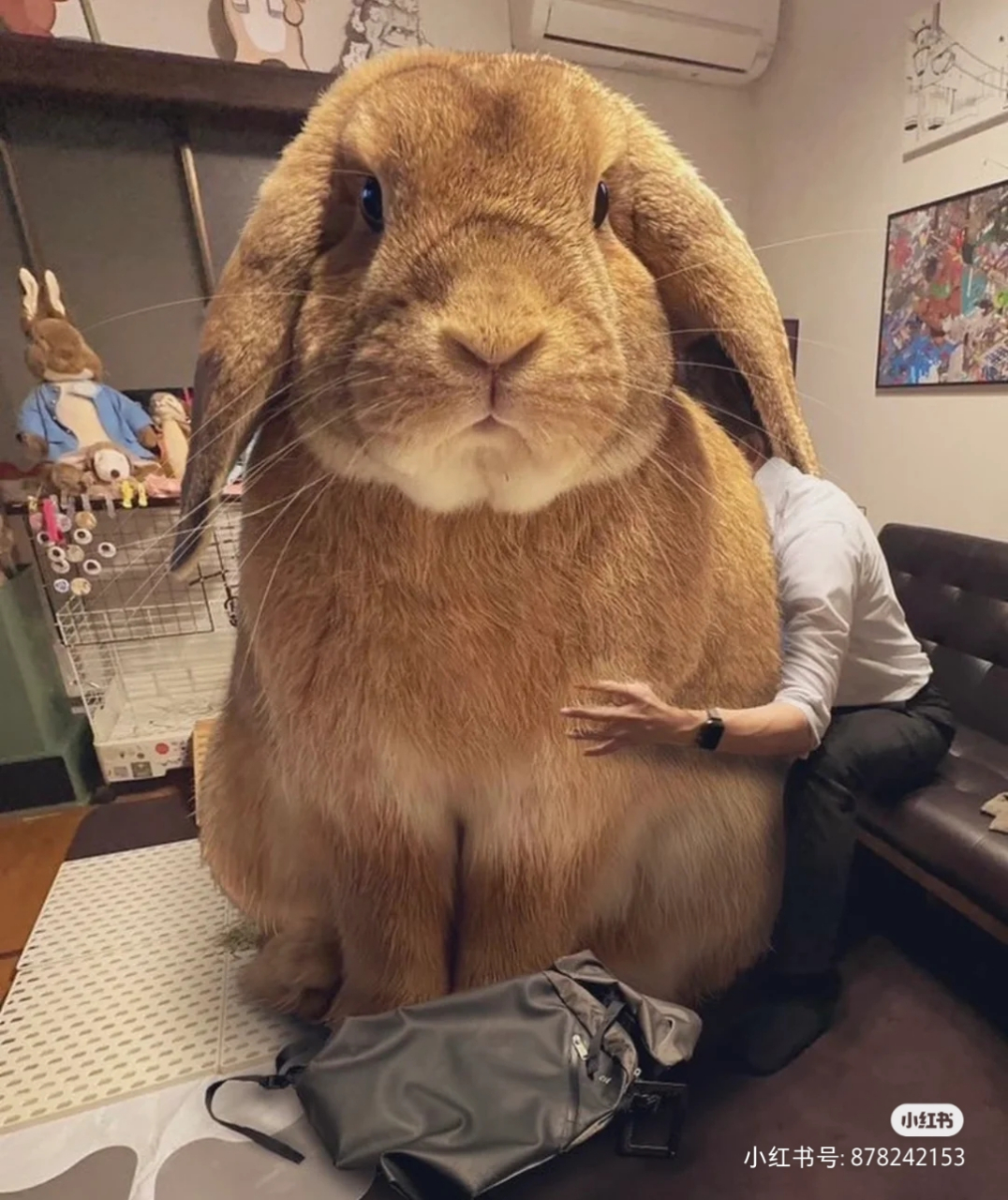 这怕是世界上最大的兔子了吧