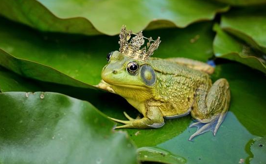 青蛙有几个指头?