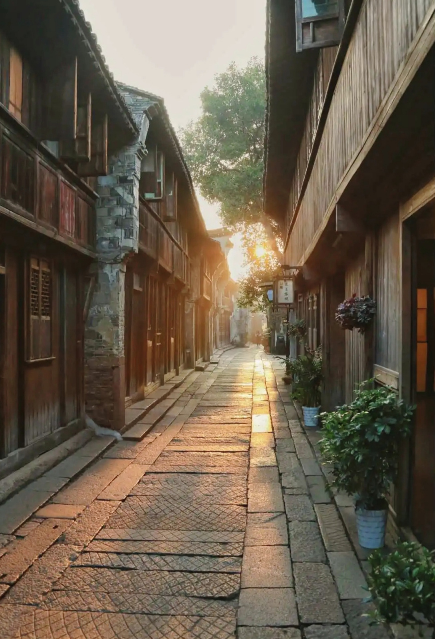 这时,一只小猫悠闲地走过,它的脚步如同细腻的诗行,每一步都沾染了